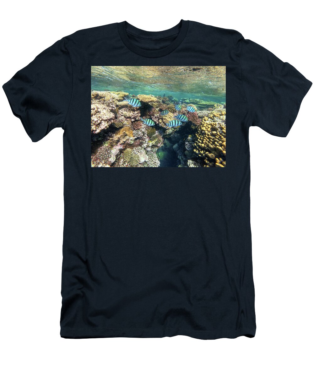 Group of Sergeant Major Damselfish in Red Sea Artush Foto T-Shirt