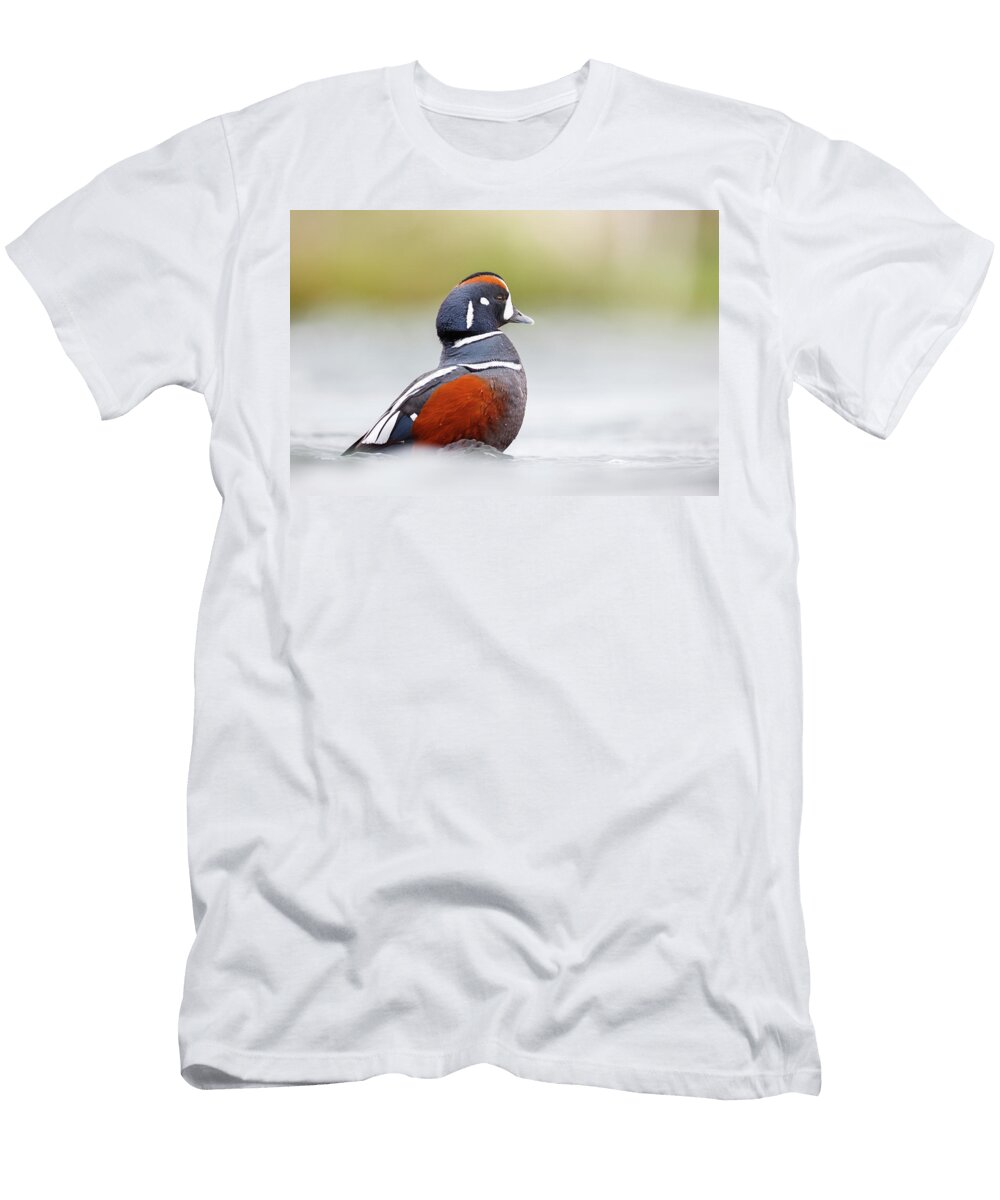 Harlequin Duck Drake on Water River Laxa Myvatn Mateusz Piesiak Natureplcom T-Shirt