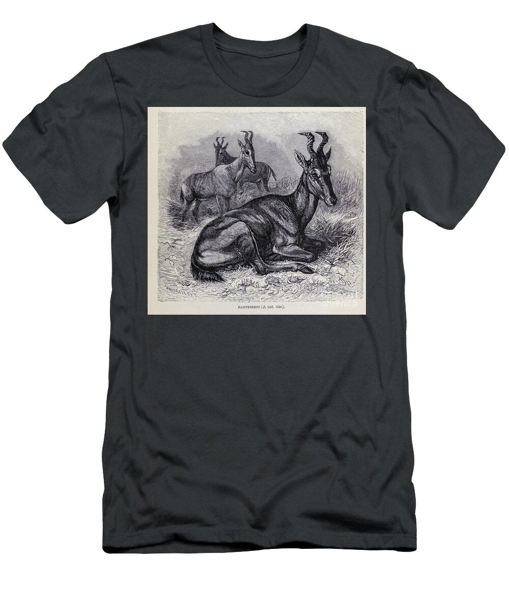 Hartebeest M5 Historic Illustrations T-Shirt