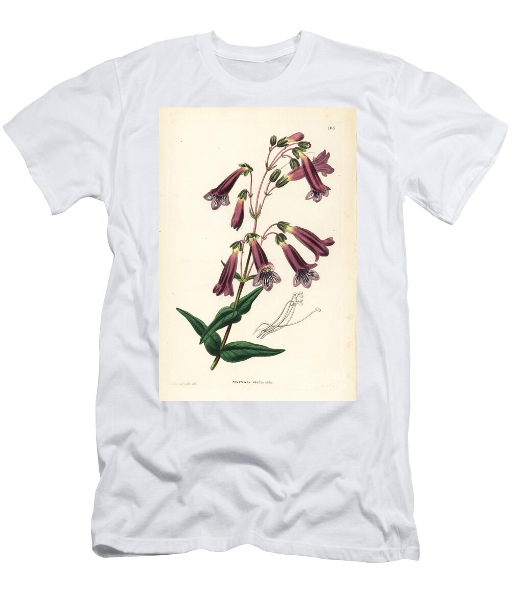 Hartweeds Penstemon Penstemon Hartwegii European School T-Shirt