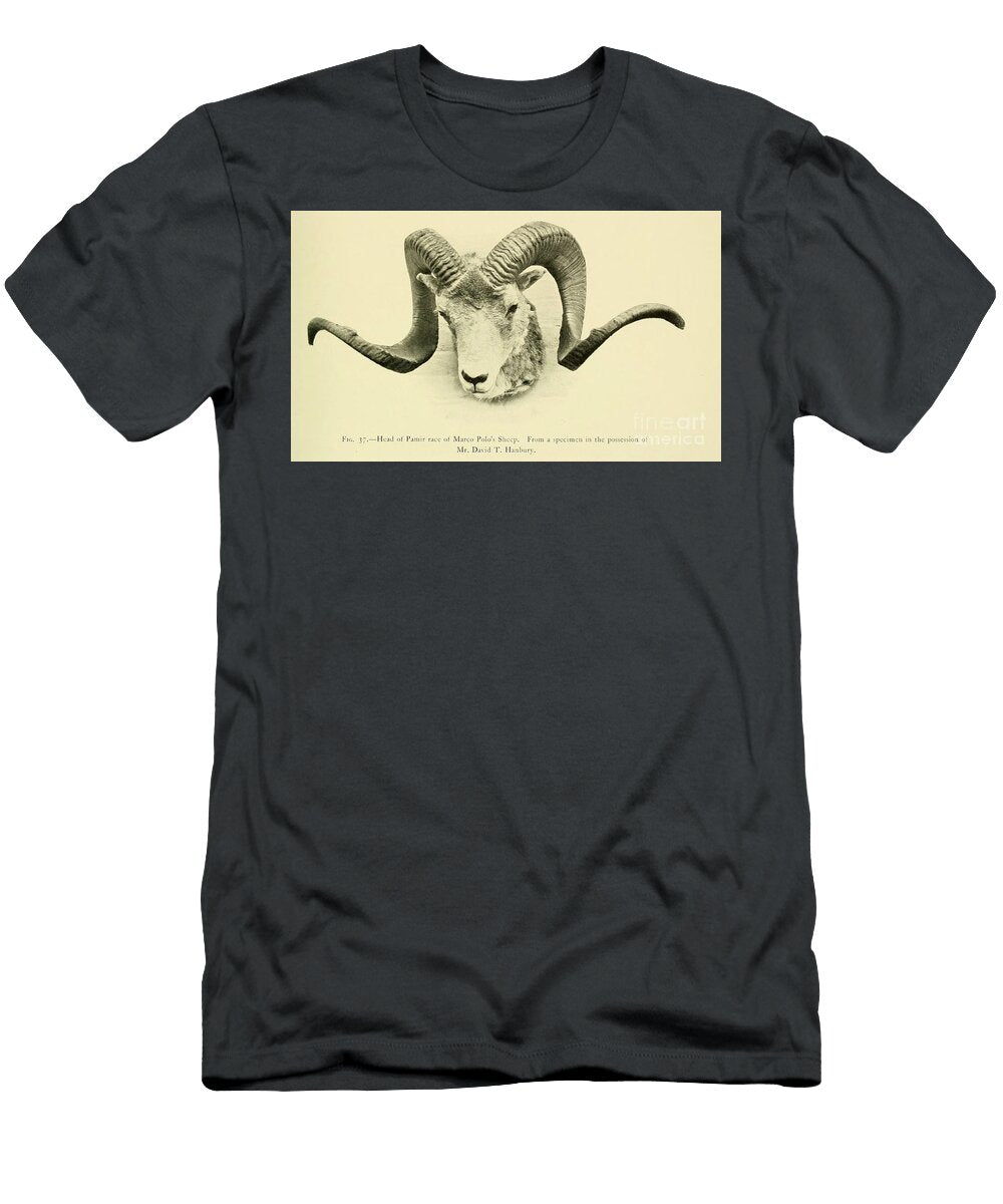 Head and Horns of the Marco Polo Sheep O1 Historic Illustrations T-Shirt