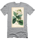 Henfreye Climber Asystasia Scandens Climbing Henfreya Henfreya Scandens European School T-Shirt