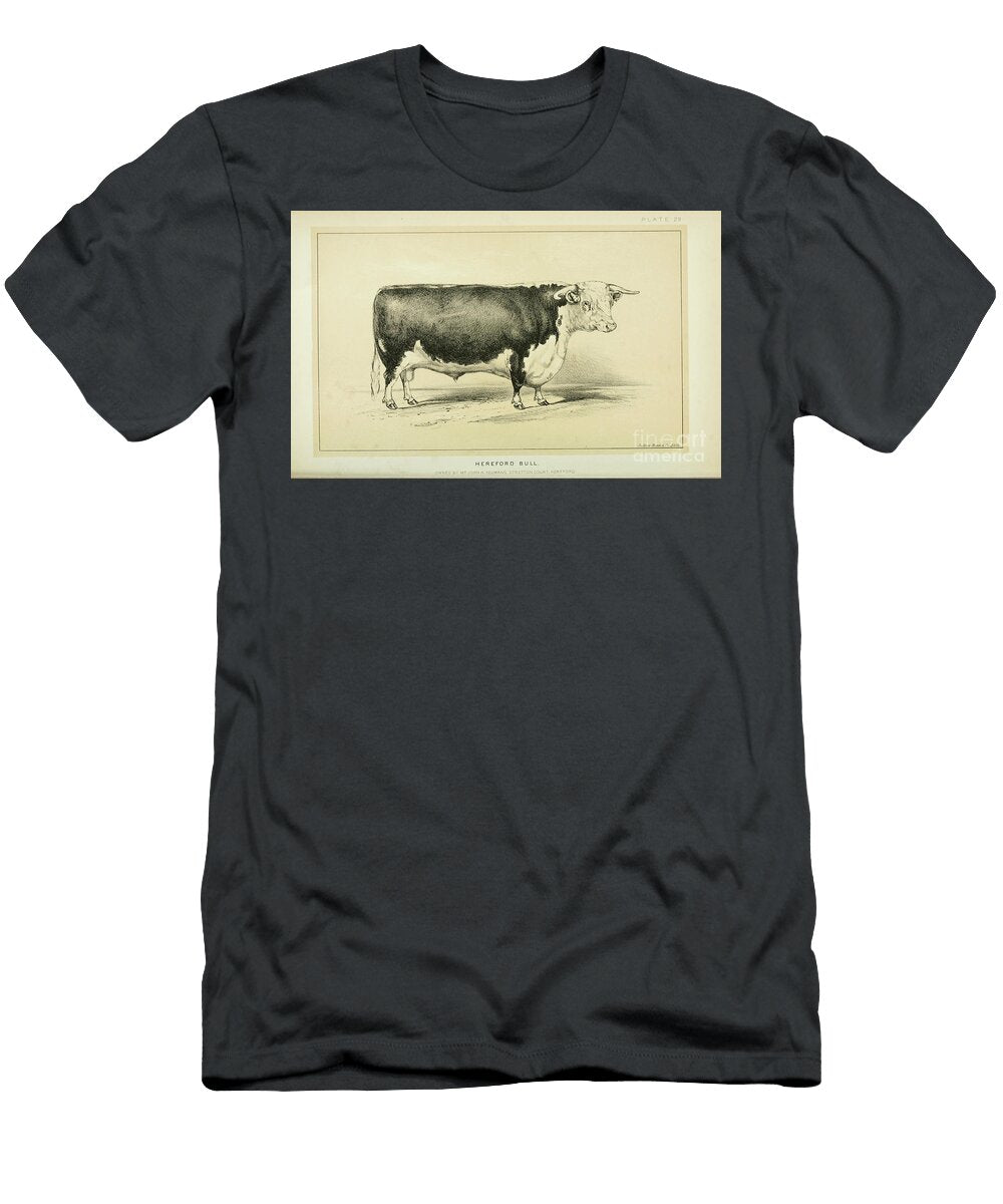 Hereford Bull Q1 Historic Illustrations T-Shirt