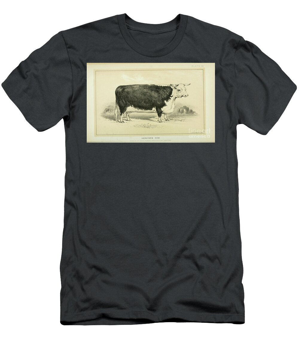 Hereford Cow Q1 Historic Illustrations T-Shirt