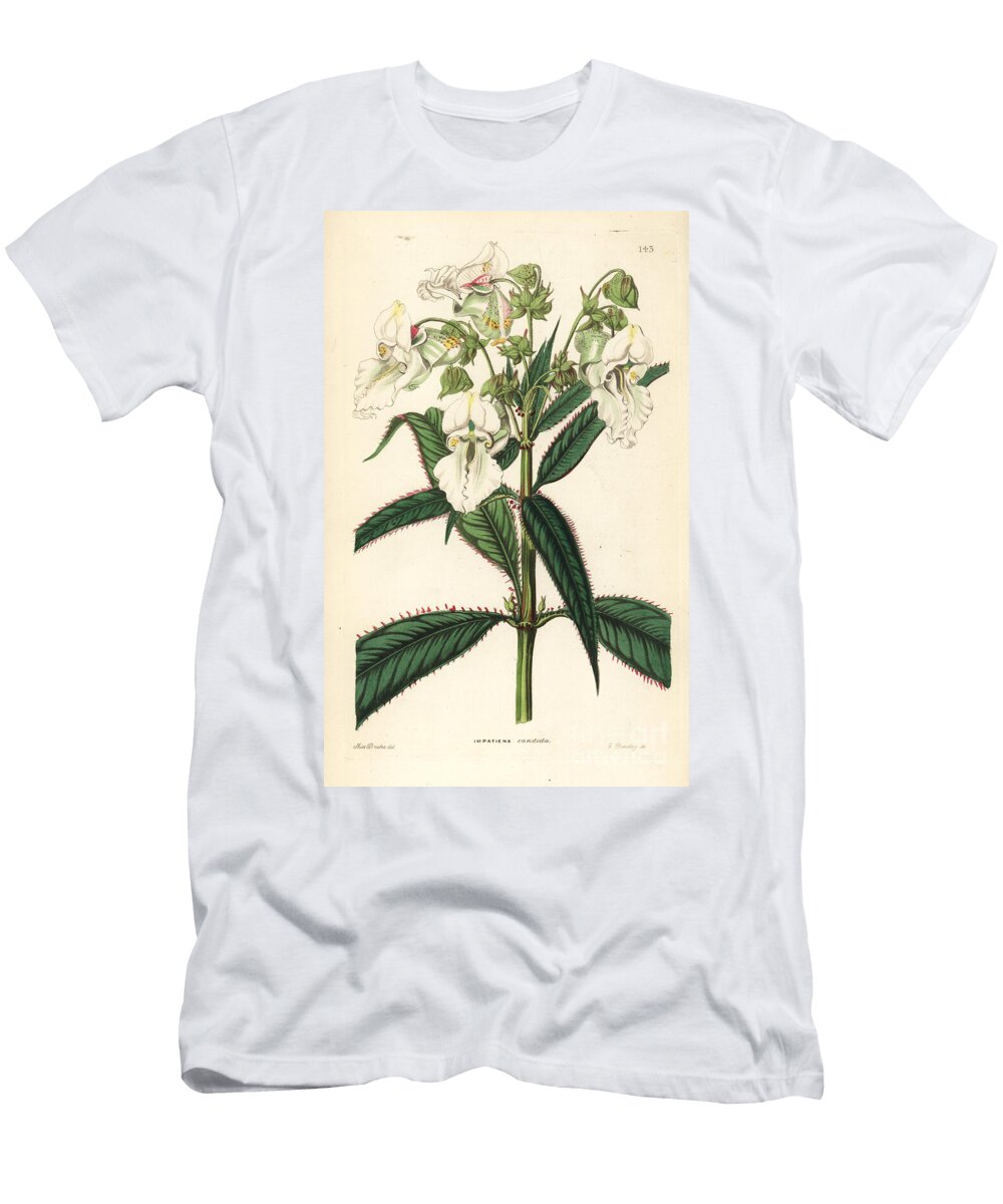 Himalayan Balsam Glandulifera Candida White Balsam Impatiens Candida European School T-Shirt