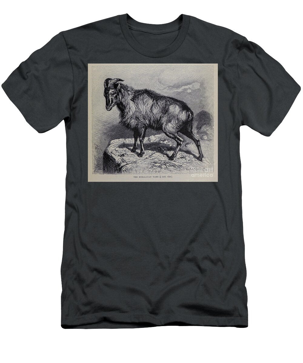 Himalayan Tahr Capra Jemlaica M5 Historic Illustrations T-Shirt