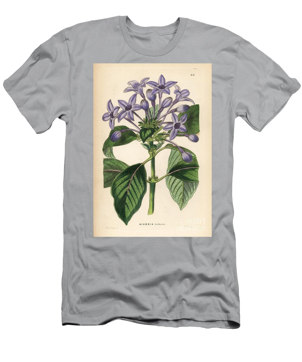 Hindsie Has Violet Flowers Porcelain Blue Hindsia Hindsia Violacea European School T-Shirt