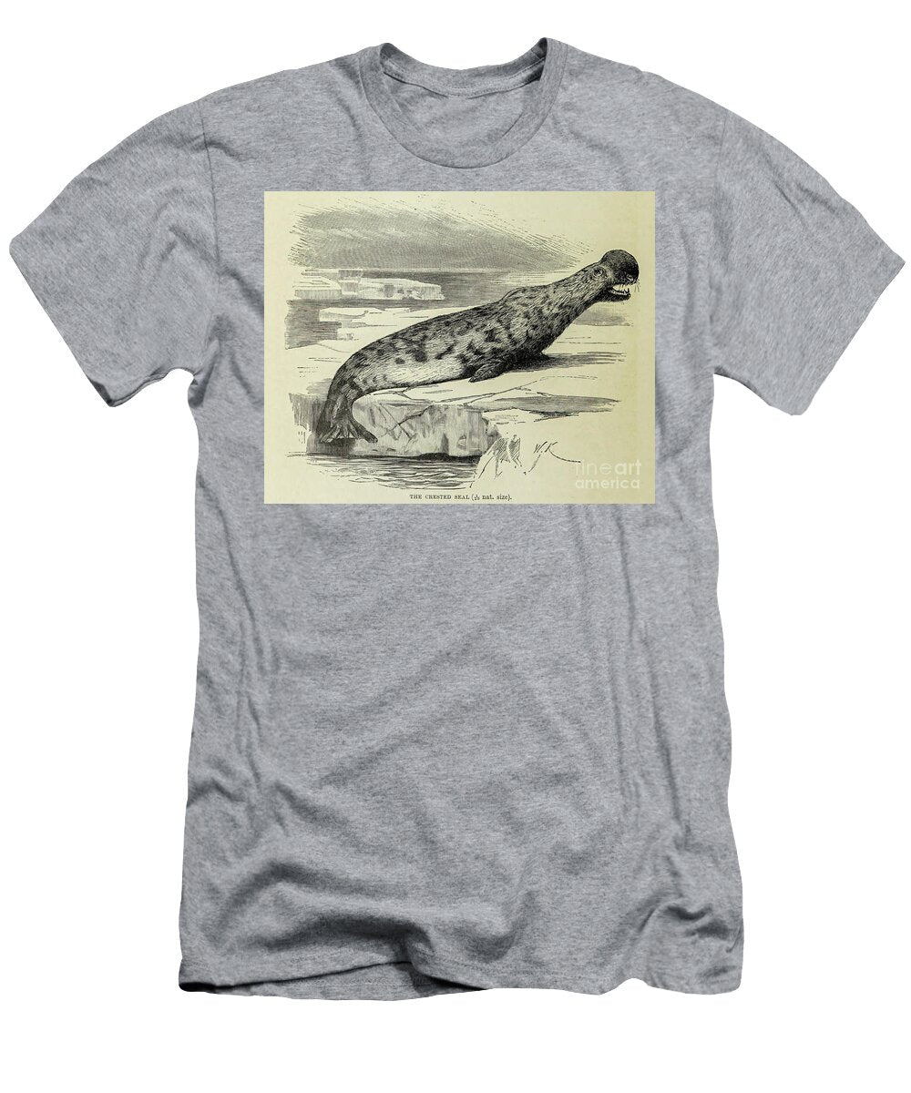 Hooded Seal Cystophora Cristata M1 Historic Illustrations T-Shirt