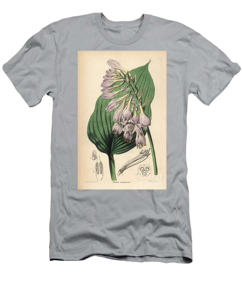 Hosta De Siebold Siebolds Hosta Hosta Sieboldiana Siebolds Funkia Funkia Sieboldiana European School T-Shirt