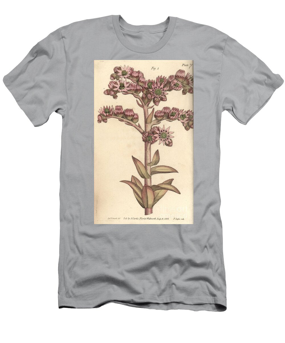 Houseleek Sempervivum Tectorum Dodecagynia Hermaphrodite Flower with 12 Pistilla Sydenham Teast Edwards T-Shirt