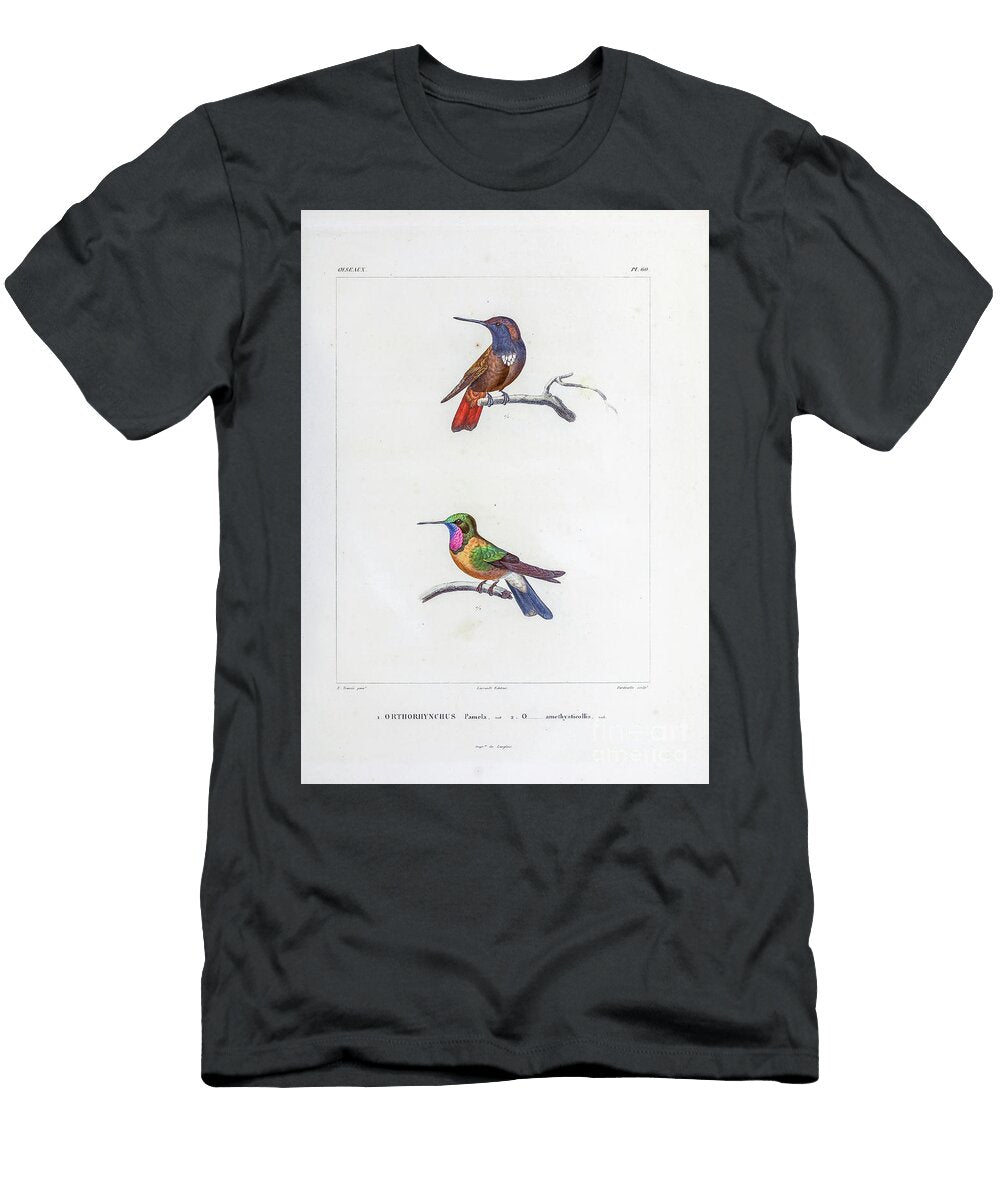 Hummingbirds of South America 1835 U1 Historic Illustrations T-Shirt