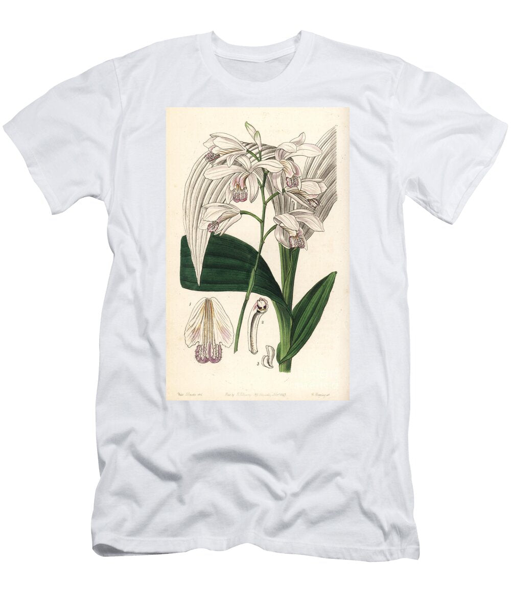 Hyacinth Orchid Hyacinth Orchid Bletilla Striata Japanese Bletia Bletia Gebina European School T-Shirt