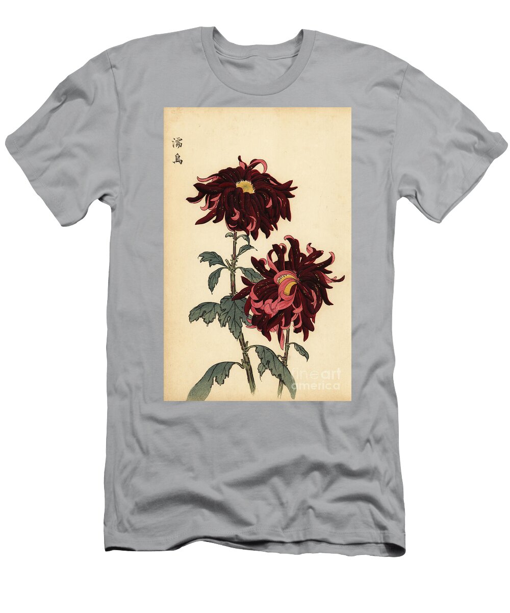 Hybrid Variegated Crimson and Pink Chrysanthemum Keika Hasegawa T-Shirt