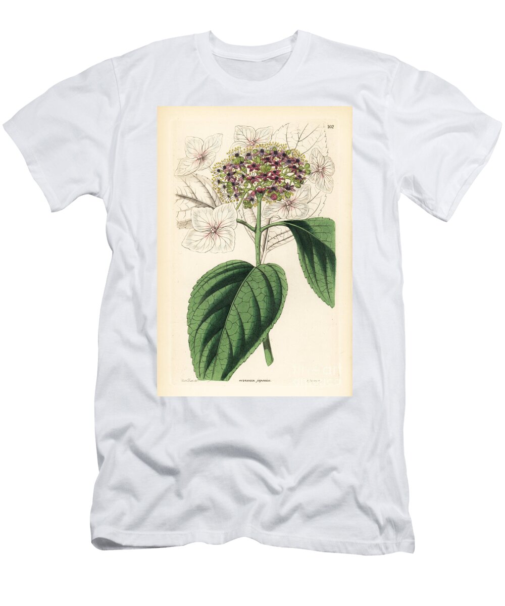 Hydrangea Variete Japan Hydrangea Hydrangea Japonica European School T-Shirt