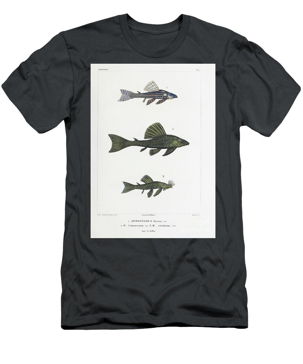 Hypostomus Freshwater Catfish B3 Historic Illustrations T-Shirt