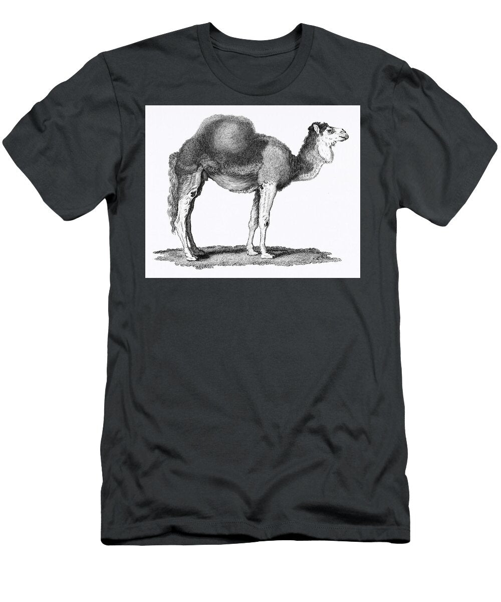 Illustration of Arabian Camel From Zoological Lectures Delivered At the Royal Institution in the Yea Les Classics T-Shirt