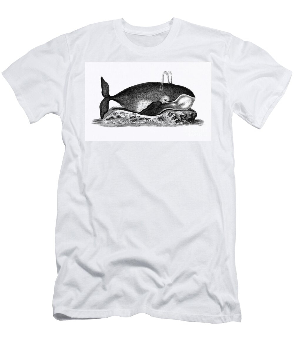 Illustration of Great Mysticete From Zoological Lectures Delivered At the Royal Institution in the Y George Shaw T-Shirt