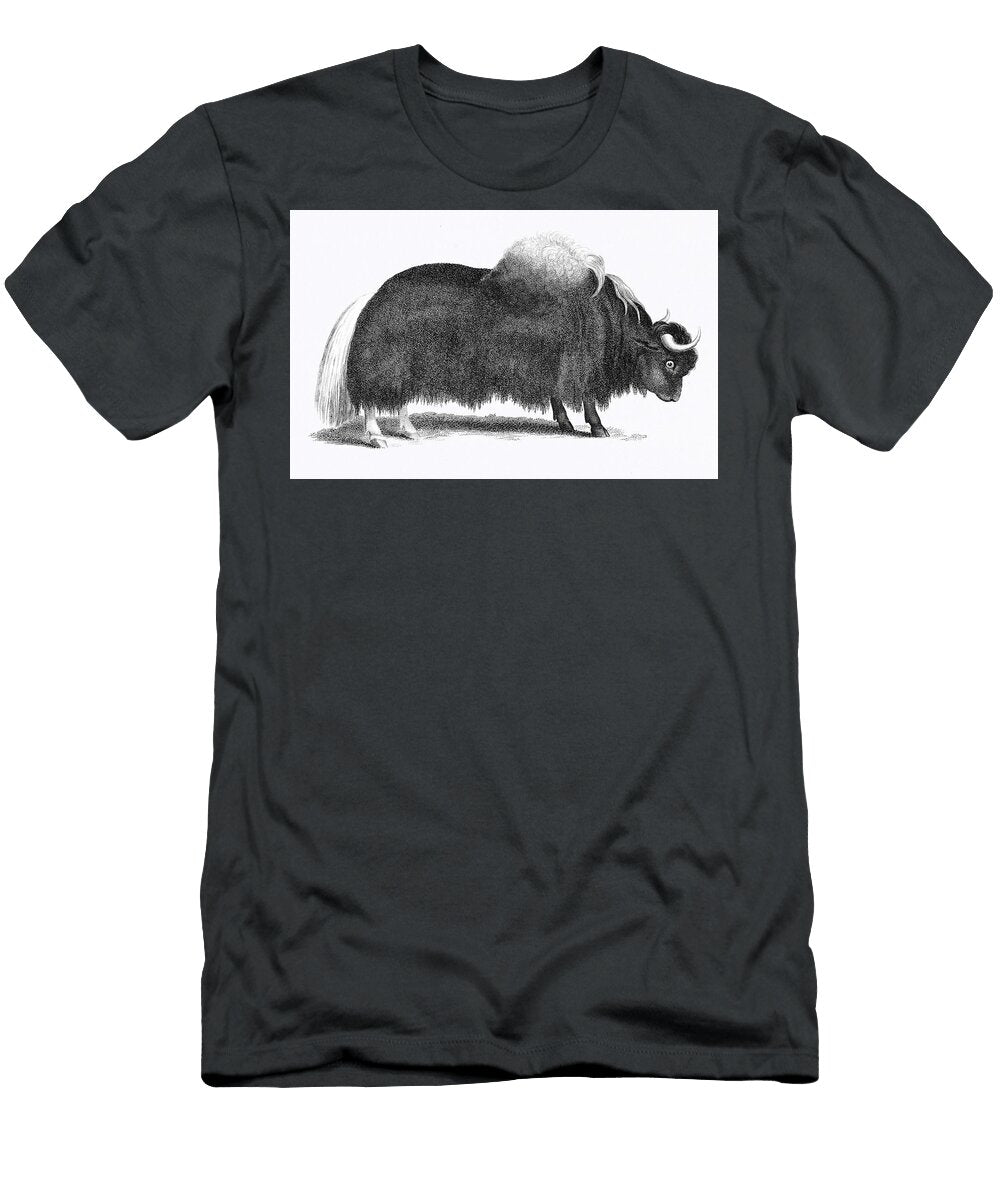Illustration of Yak From Zoological Lectures Delivered At the Royal Institution in the Years 1806 7 Les Classics T-Shirt
