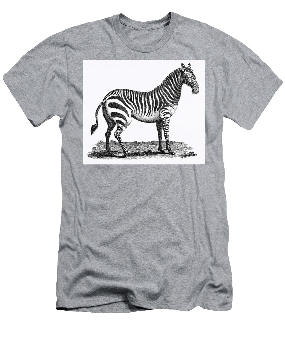 Illustration of Zebra From Zoological Lectures Delivered At the Royal Institution in the Years 1806 Les Classics T-Shirt