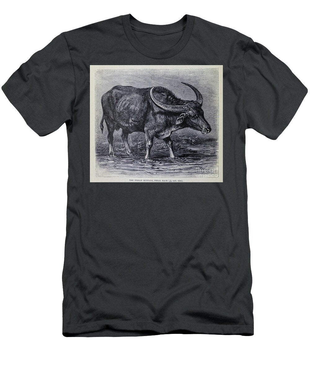 Indian Buffalo Feral Race M2 Historic Illustrations T-Shirt