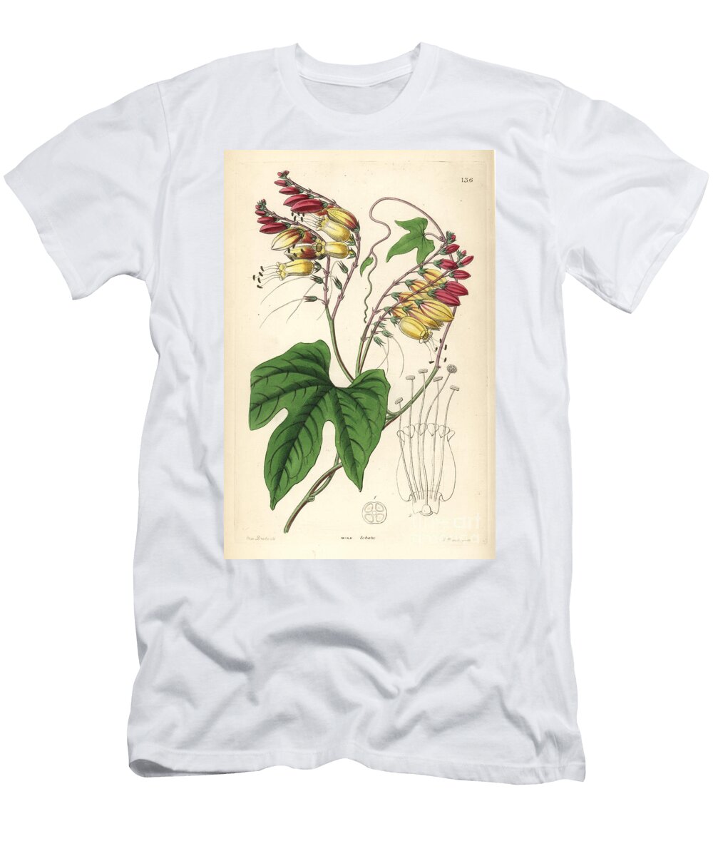 Indian Feather or Mina Lobee Spanish Flag or Fire Vine Ipomoea Lobata Lobe Leaved Mina Mina Lobata European School T-Shirt