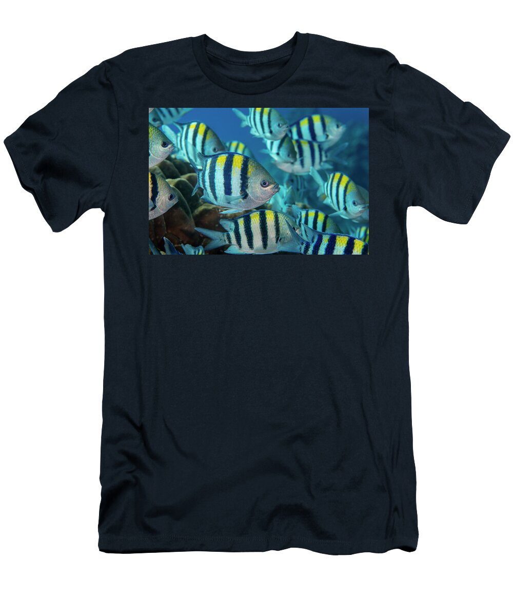 Indo Pacific Sergeant Green Island a Small Volcanic Island Magnus Lundgren Wild Wonders of China Natureplcom T-Shirt