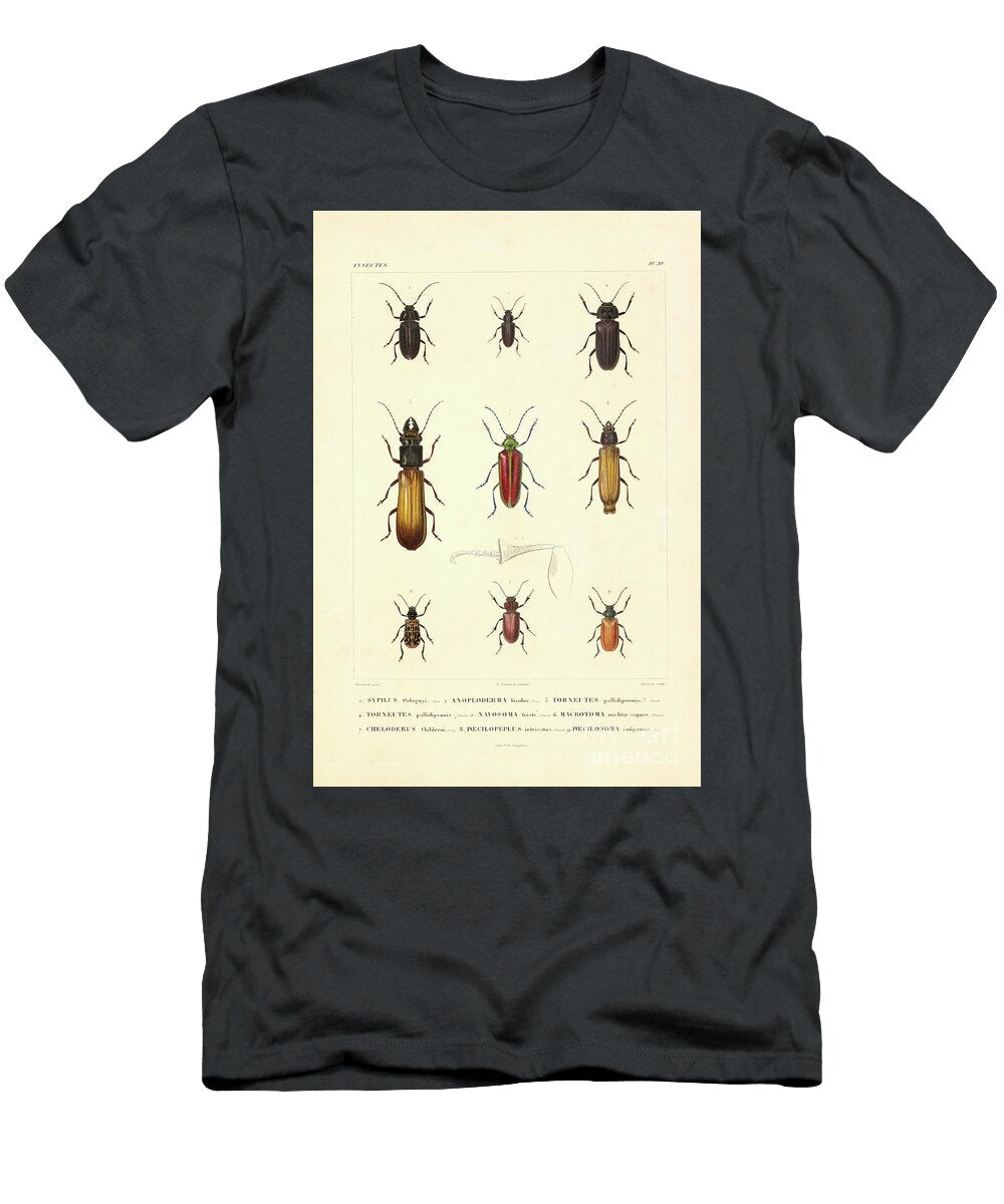 Insects of South America T1 Historic Illustrations T-Shirt