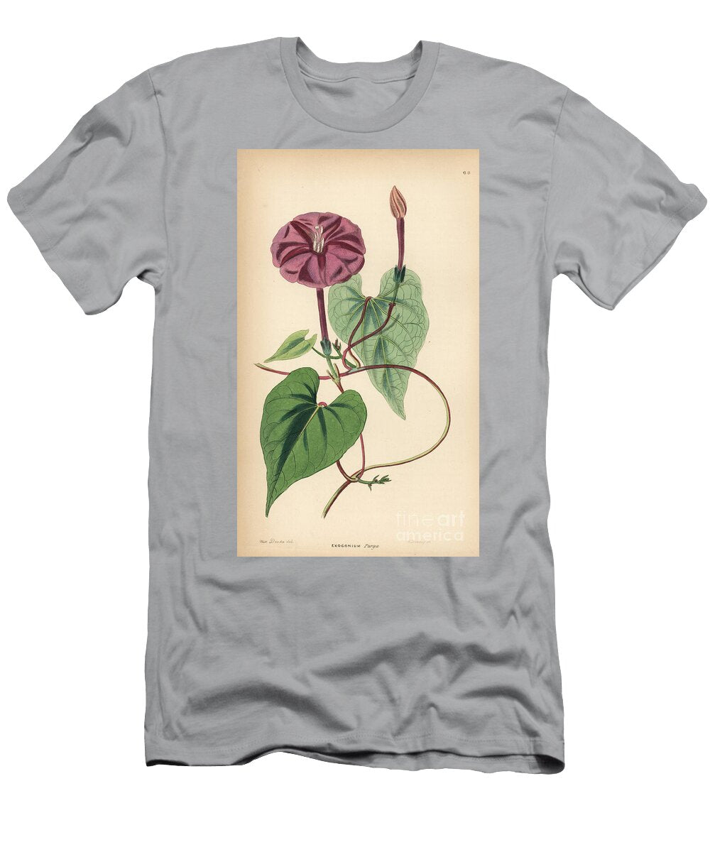Ipomee True Jalap Ipomoea Dumosa Exogonium Purga European School T-Shirt