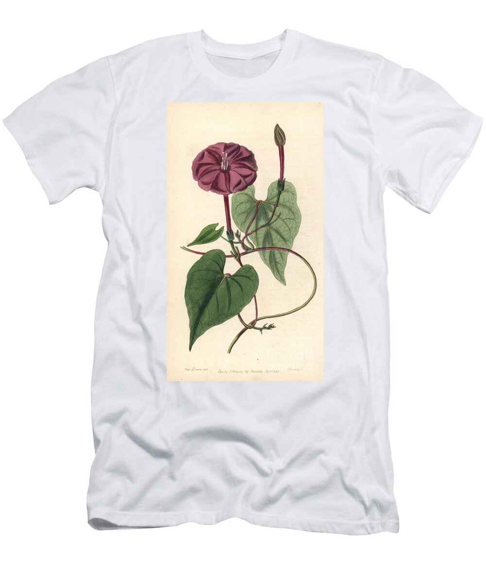Ipomee Variete Jalap Ipomoea Dumosa True Jalap Plant Exogonium Purga European School T-Shirt