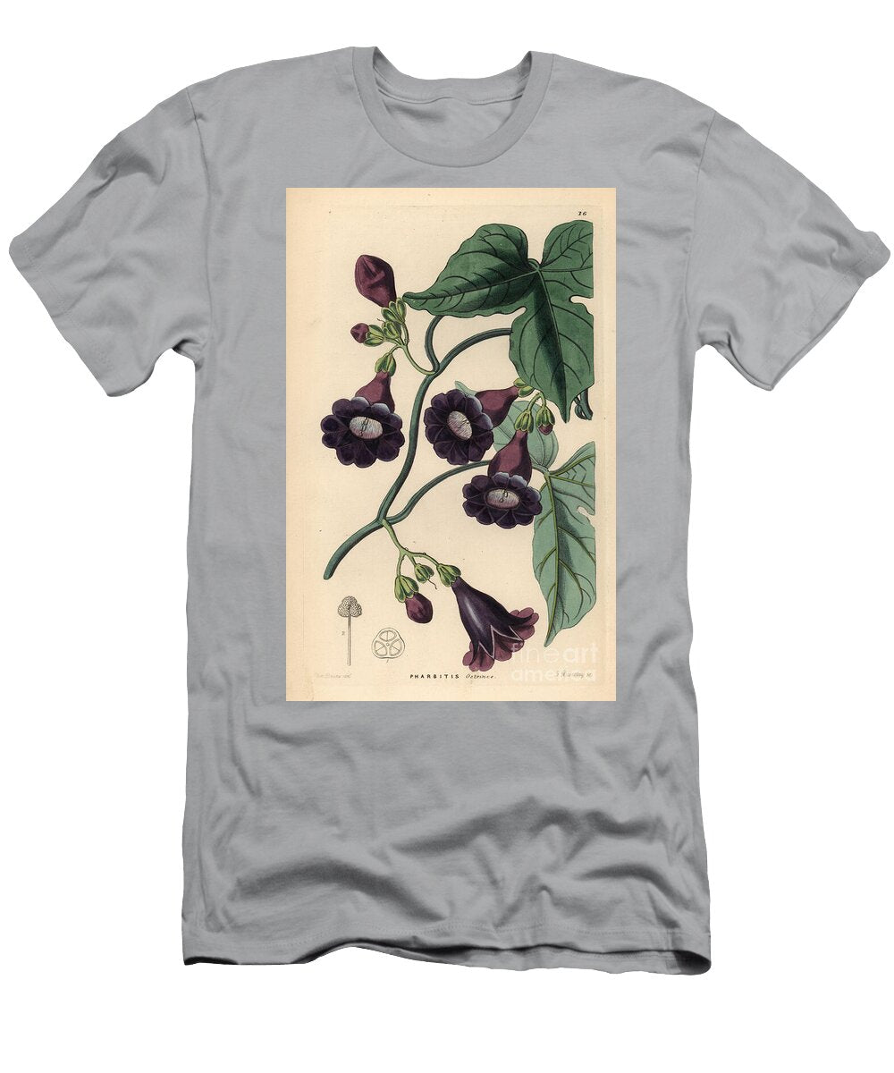 Ipomee Volubilis Royal Purple Gaybine Pharbitis Ostrina European School T-Shirt