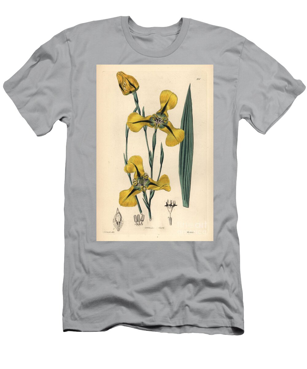Iridacee Mr Herberts Cypella Cypella Herbertii European School T-Shirt