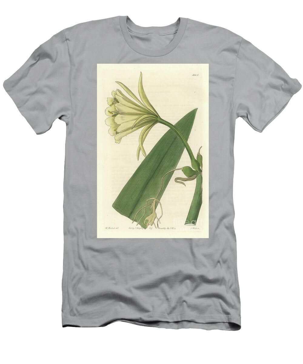 Ismene Narcissus or Daffodil of Peru Sydenham Teast Edwards T-Shirt