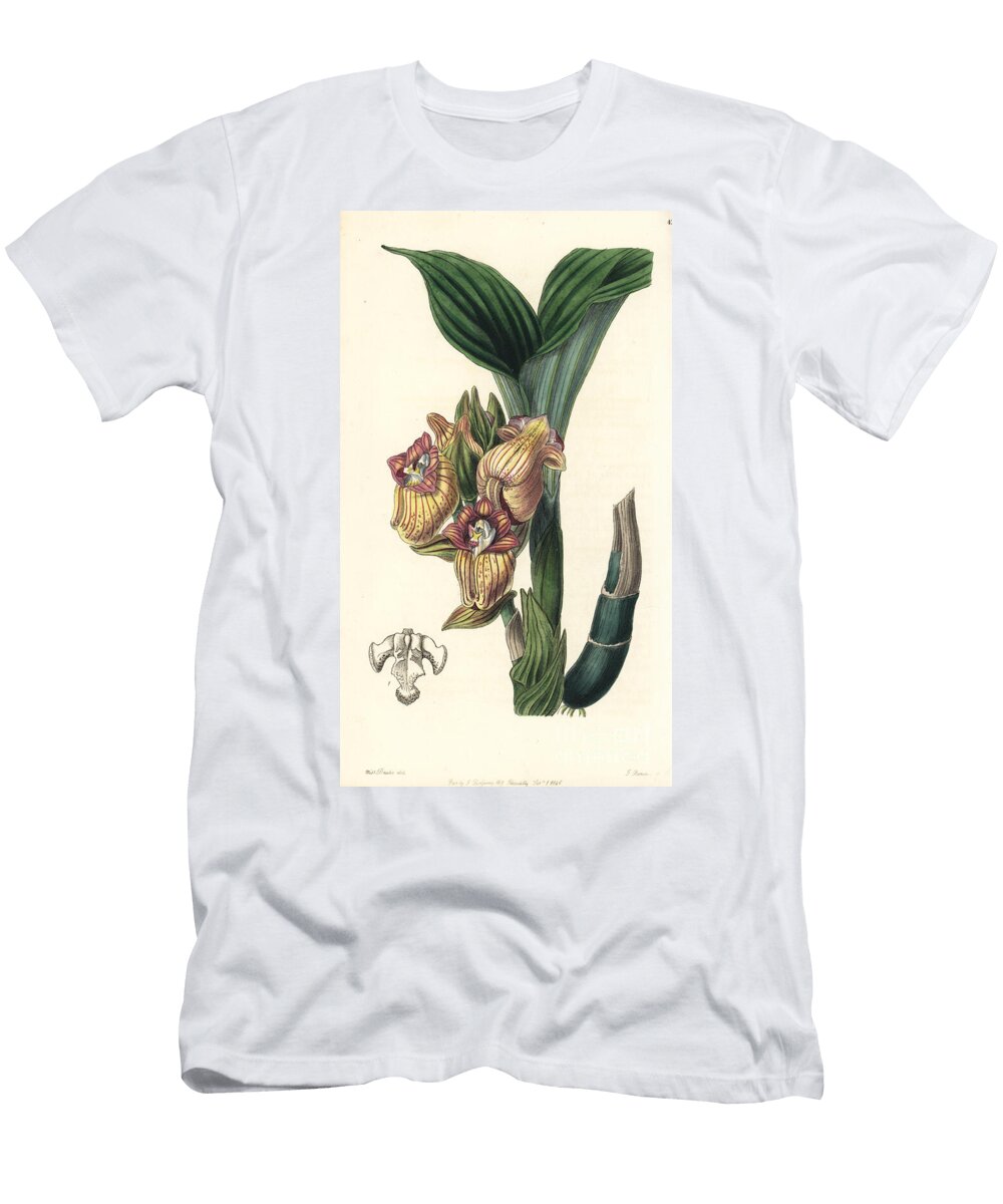 Java Terrestrial Orchid Variete Javanese Acanthephippium Orchid Acanthephippium Javanicum Javanese Acanthophippium Acanthophippium Javanicum European School T-Shirt