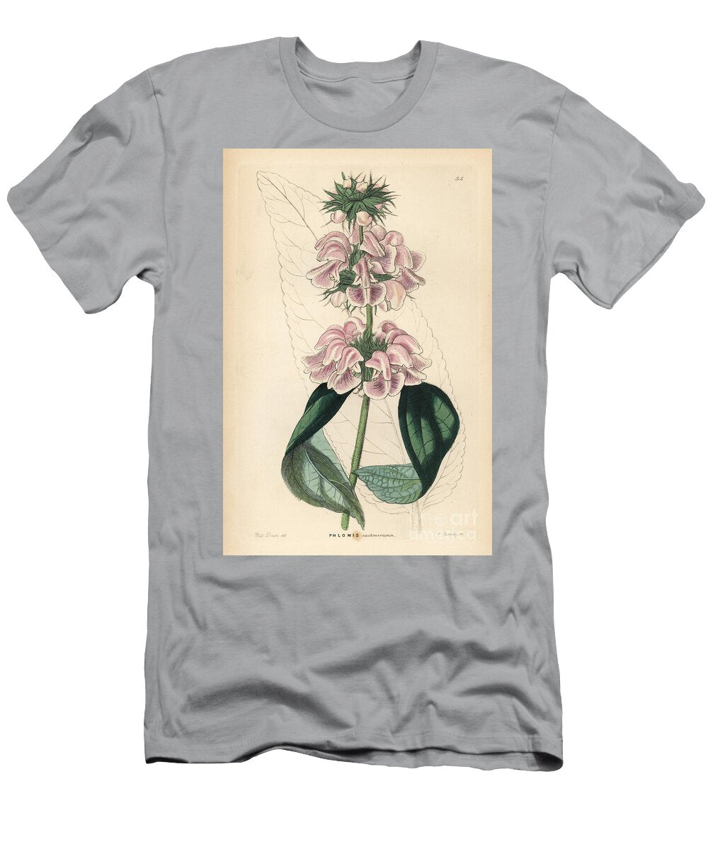 Jerusalem Sage of Cashmire Kashmir Sage or Cashmere Phlomis Phlomis Cashmeriana European School T-Shirt