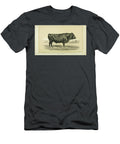 Kerry Bull Q1 Historic Illustrations T-Shirt