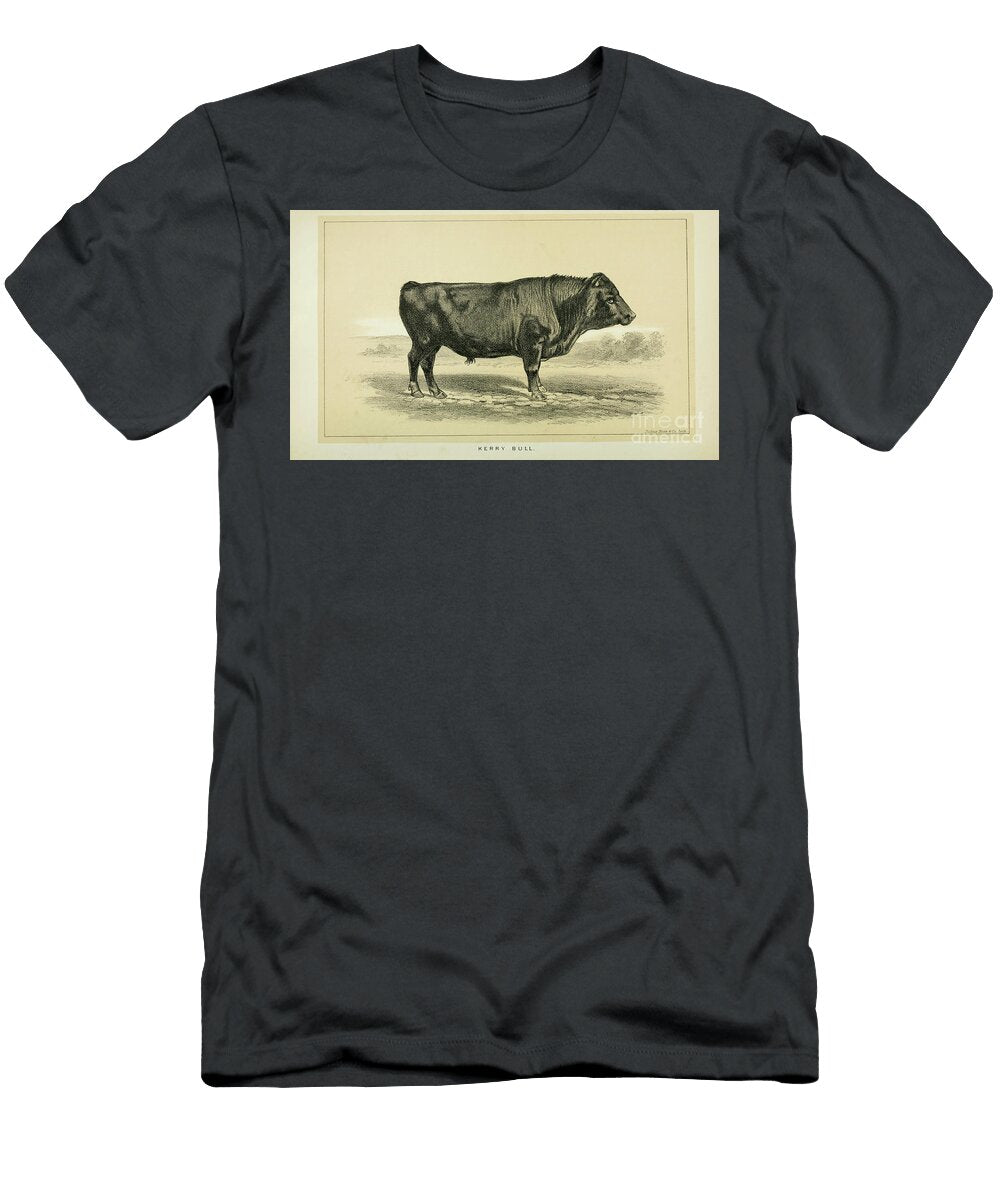 Kerry Bull Q1 Historic Illustrations T-Shirt