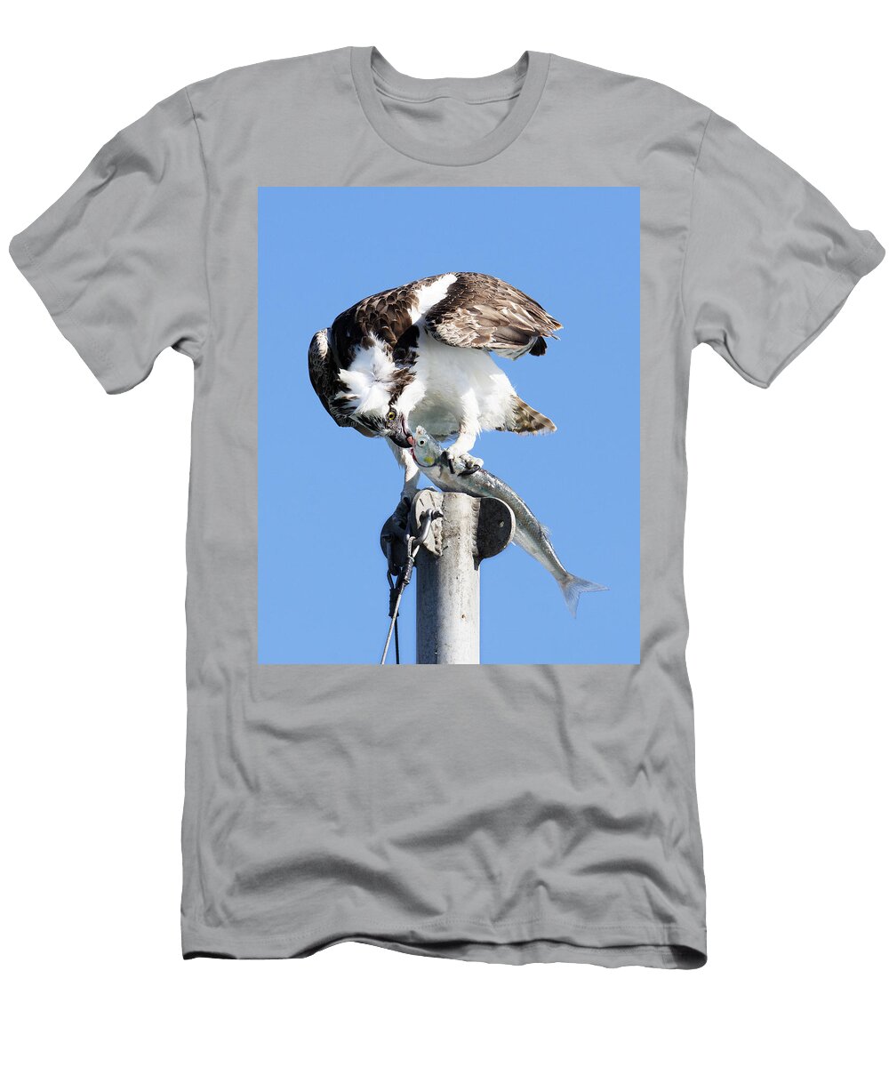 Kiss of Death Osprey Eating a Jacksmelt in Morro Bay California Darin Volpe T-Shirt