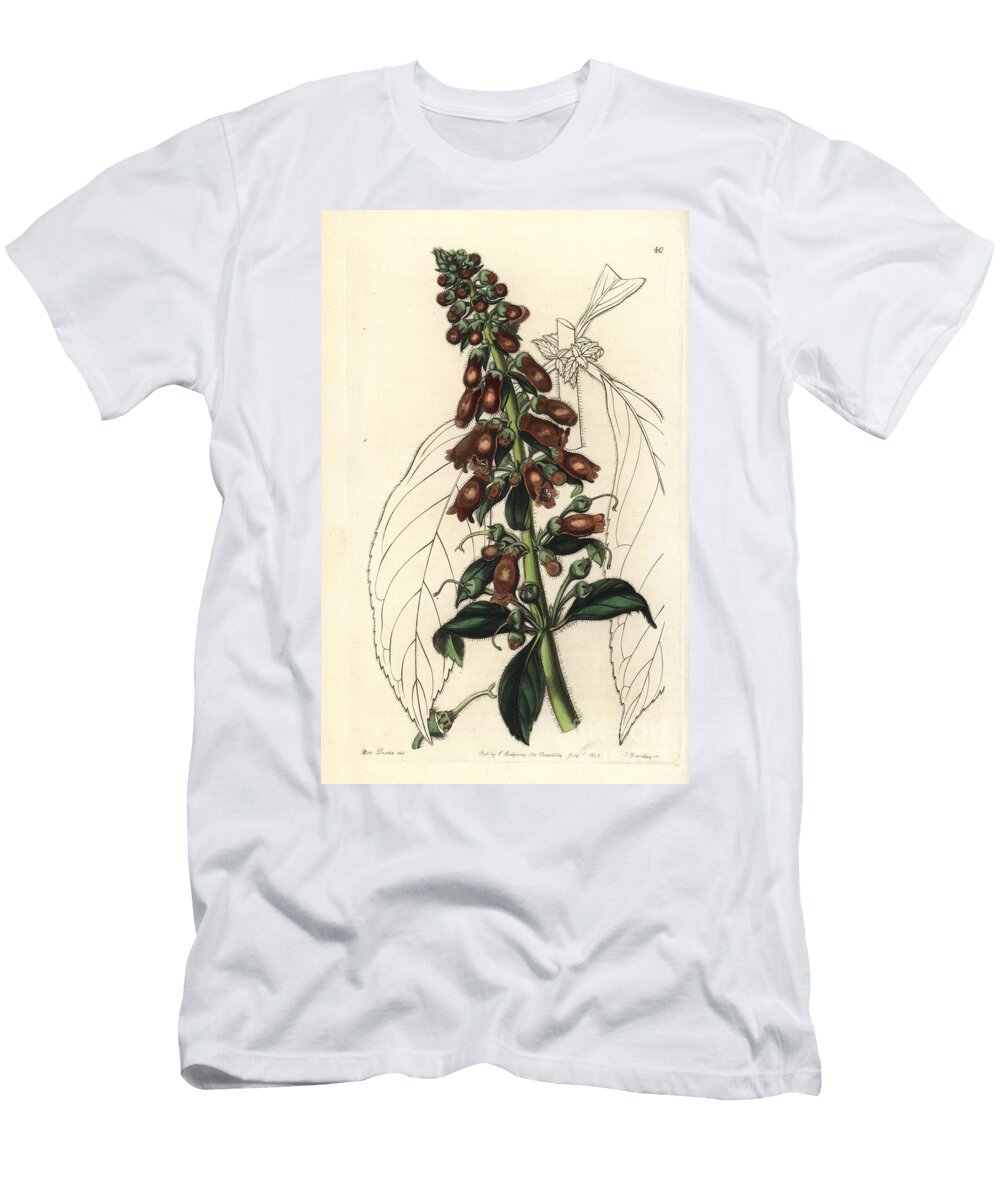 Kohleria Spicata Long Leaved Gesnera Gesnera Longifolia European School T-Shirt