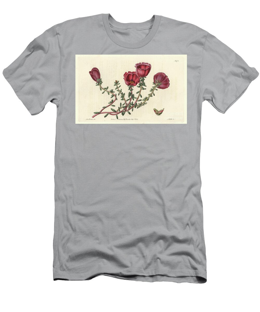 Large Flowered Purslane or Eleven Hour Knight Native to Chile S Sydenham Teast Edwards T-Shirt