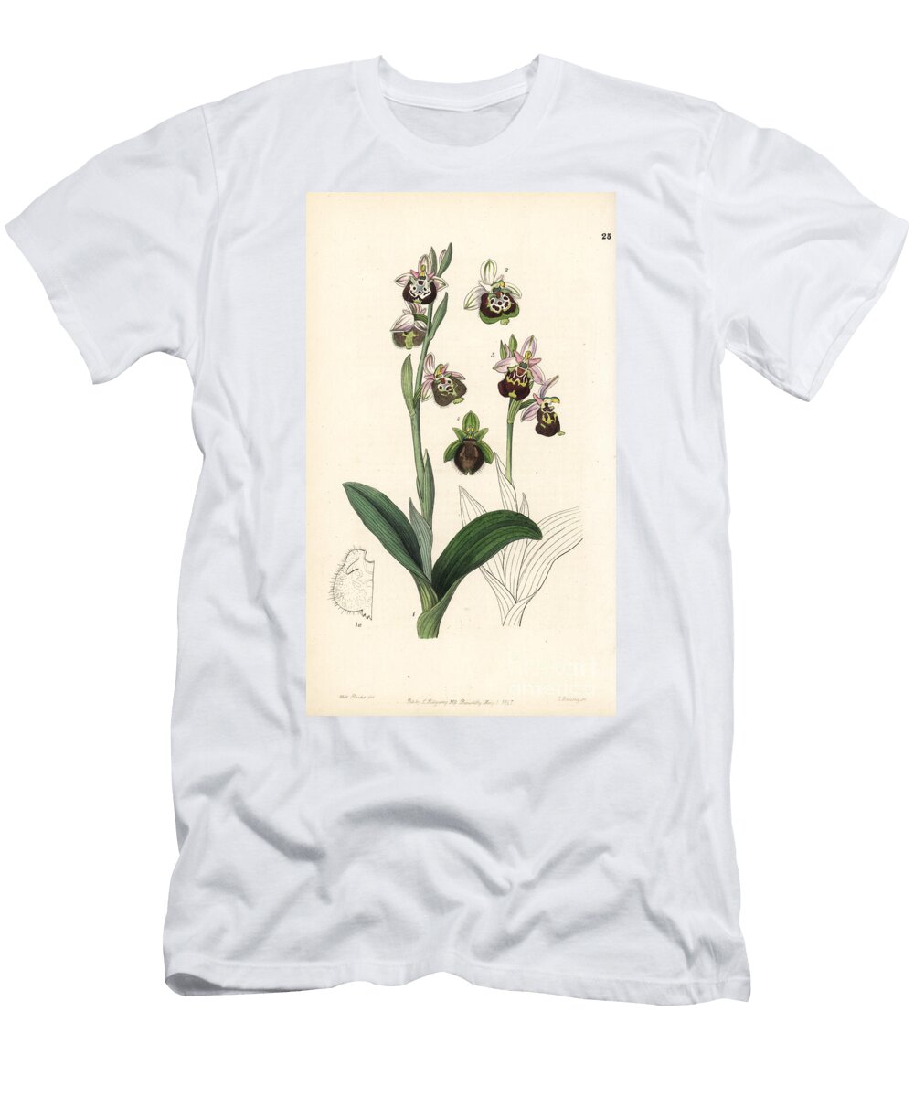 Late Spider Orchid or Painted Lipped Ophrys Ophrys Fuciflora European School T-Shirt