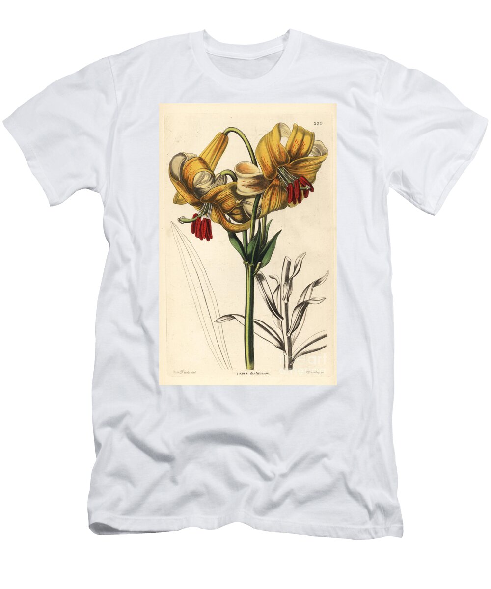 Lily of Japan Yellow Japan Lily Lilium Testaceum European School T-Shirt