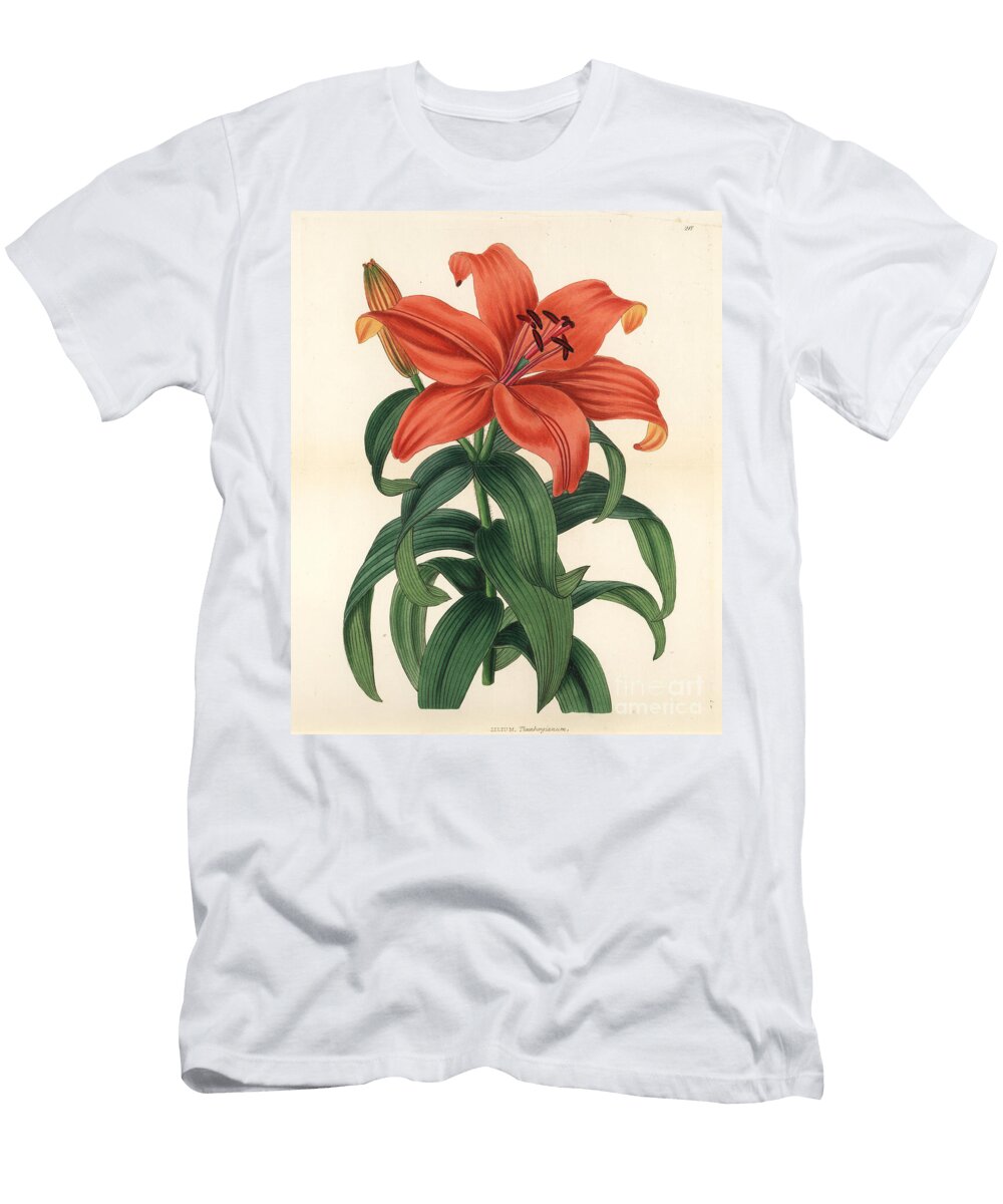Lily Sukashiyuri Lilium Maculatum Thunbergs Orange Lily Lilium Thunbergianum European School T-Shirt