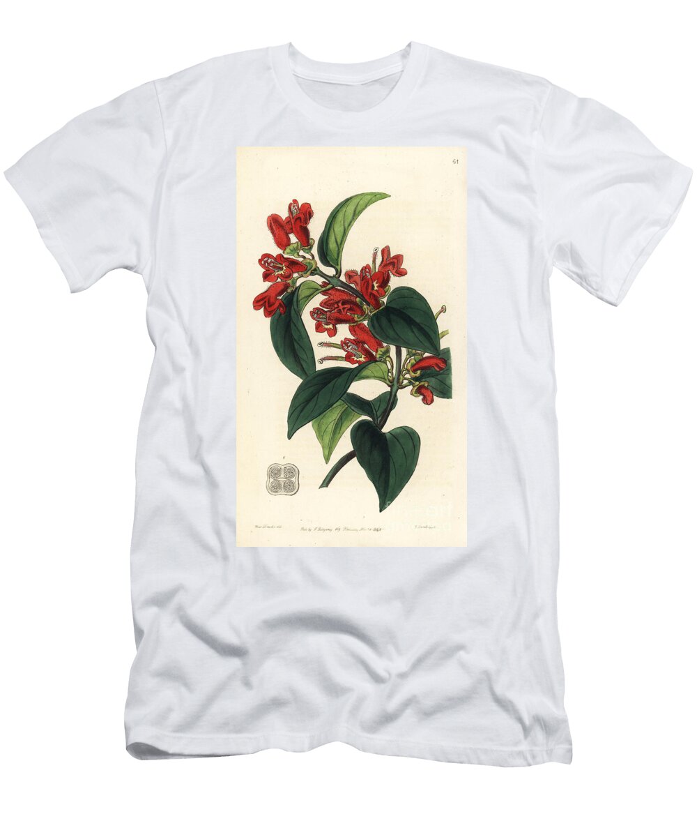 Lipstick Plant or Vermilion Aeschynanth Aeschynanthus Miniatus European School T-Shirt