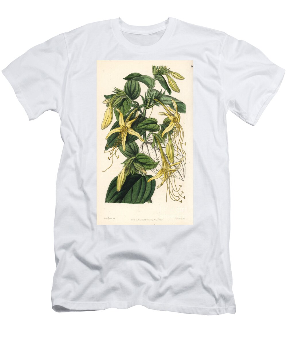 Long Stemmed Macromeria Macromeria Exserta European School T-Shirt