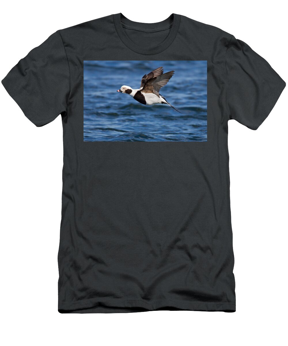 Long Tailed Duck James Zipp T-Shirt