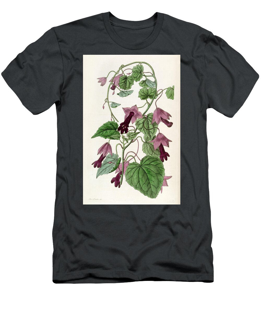 Lophospermum Atrosanguineum Sarah Anne Drake T-Shirt