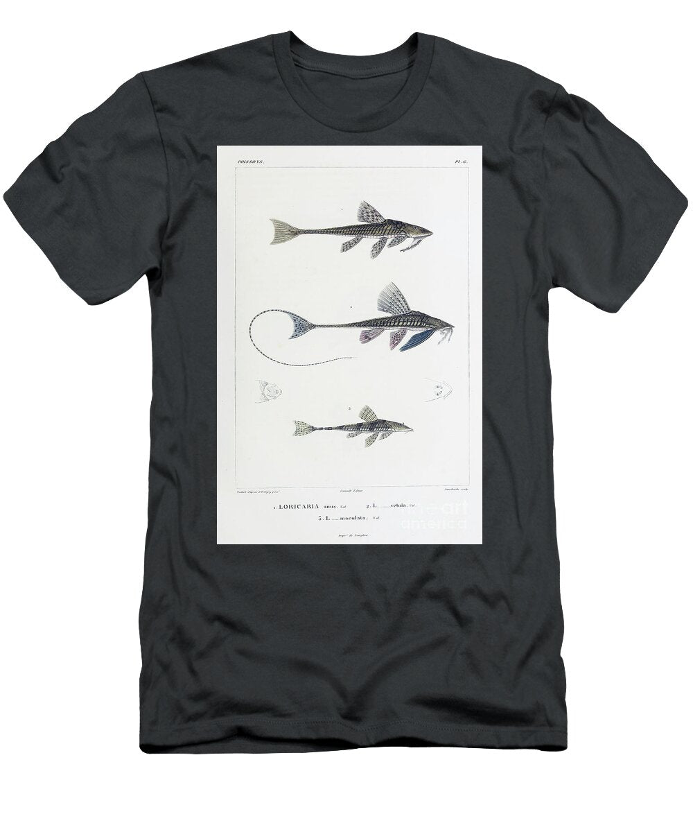 Loricaria Catfish B2 Historic Illustrations T-Shirt