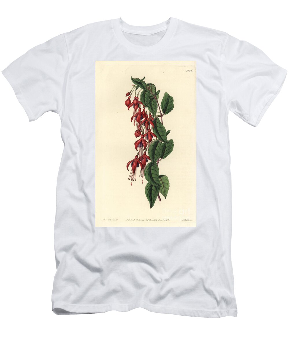 Magellan Fuchsia Hummingbird Fuchsia Fuchsia Magellanica Balloon Flowered Fuchsia Fuchsia Globosa Sydenham Teast Edwards T-Shirt