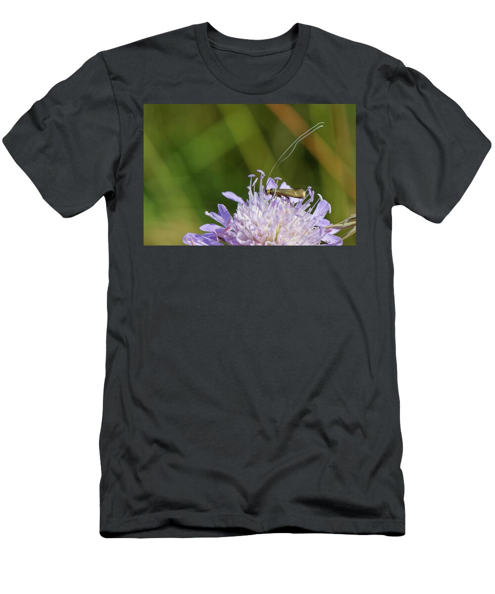 Male Brassy Longhorn Moth Nectaring on Field Scabious Nick Upton Natureplcom T-Shirt