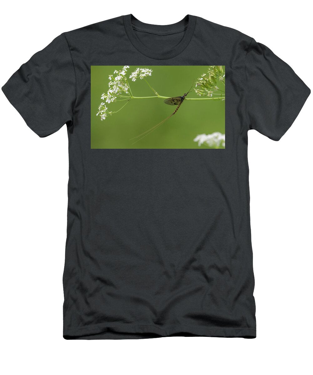 Male Mayfly Resting on Wildflower Stalk Finland Jussi Murtosaari Natureplcom T-Shirt